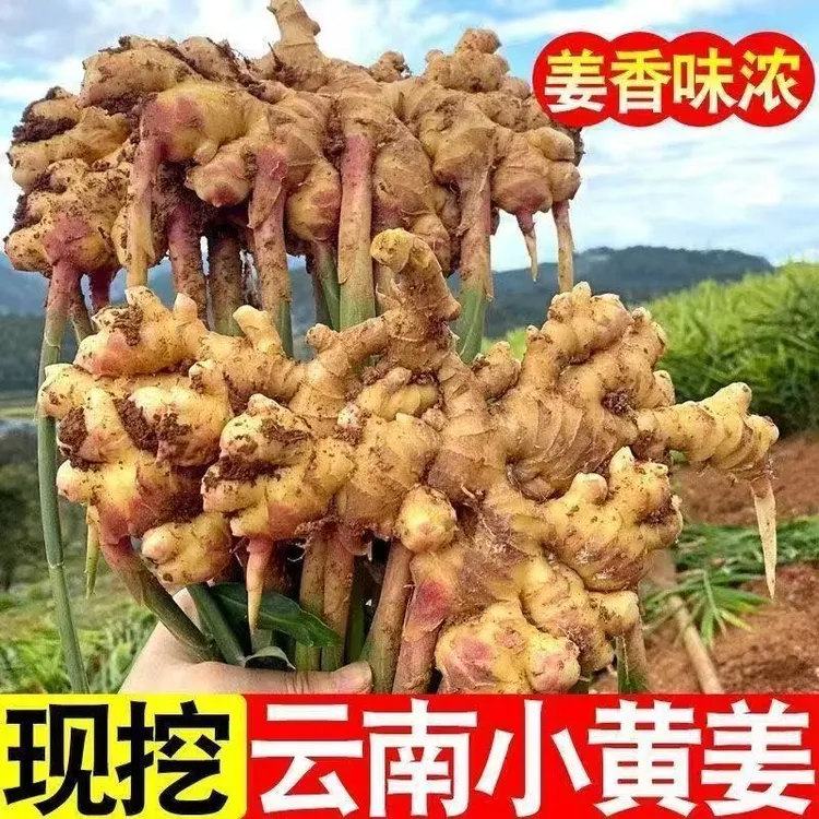 【发三斤】正宗云南小黄姜现挖新鲜生姜高山老姜土姜月子姜  T