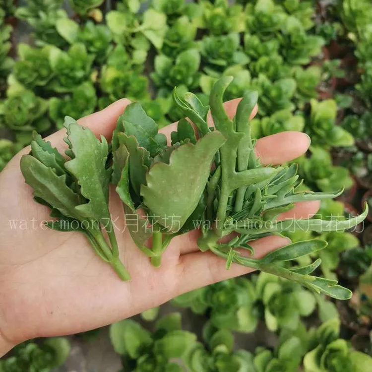 满9.9元包邮 长寿花无根枝条顶芽重瓣大花金狐狸盆栽四季开花卉