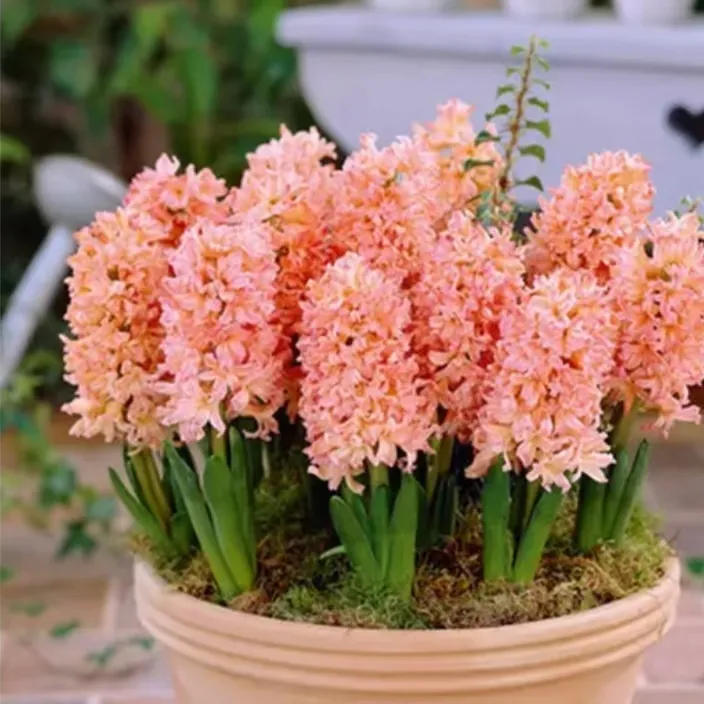 风信子种球冬季水培土培耐寒好养室内外花卉盆栽