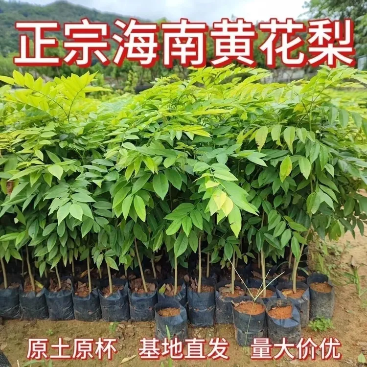 正宗海南黄花梨树苗正宗黄花梨小苗庭院名贵苗木降香黄檀珍贵植物