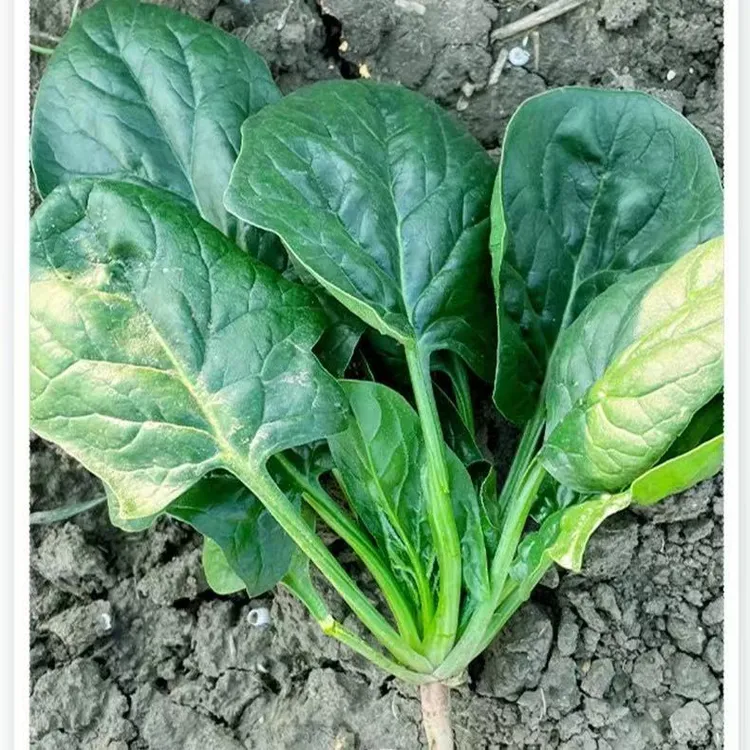 大叶菠菜种子四季可播耐热耐寒适合阳台菜园种植的蔬菜种籽