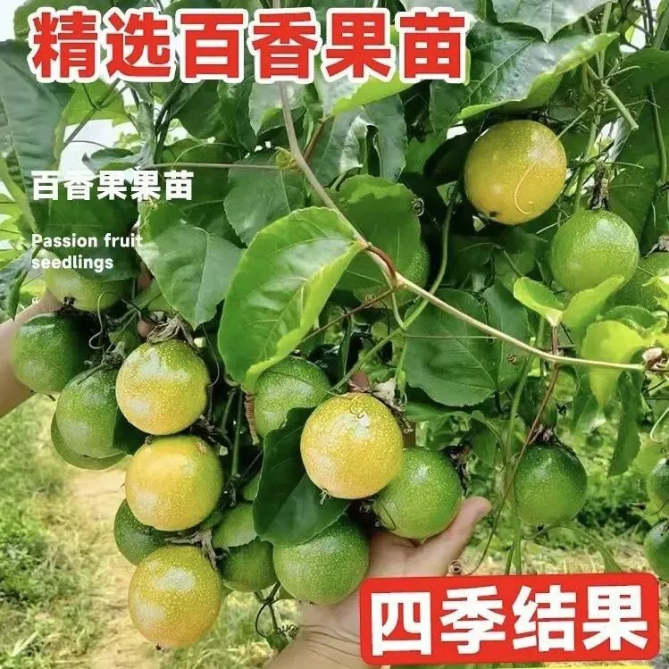 纯甜黄金百香果苗新品种纯甜黄金九号嫁接苗四季爬藤阳台庭院种植商品图