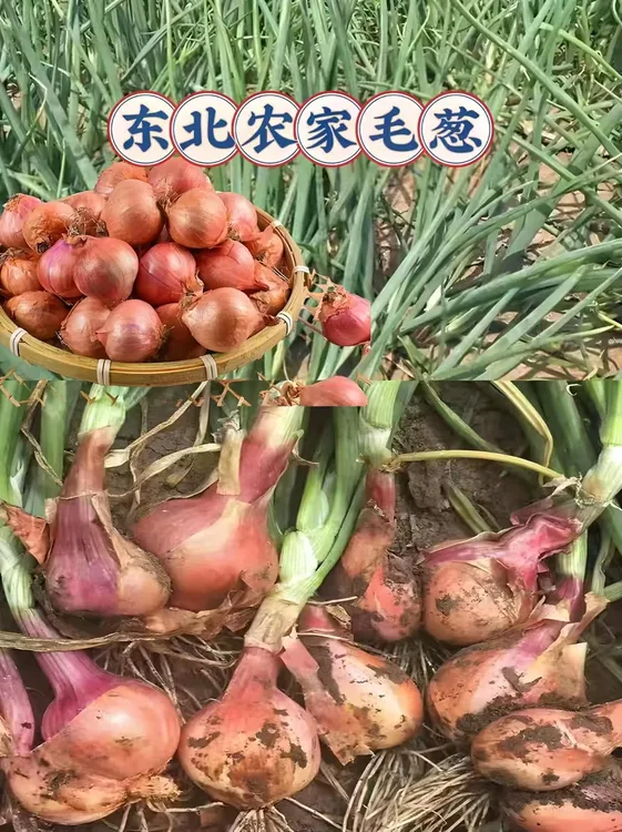 （小温子专属）东北小毛葱5斤1箱