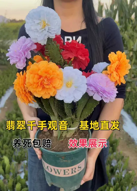 千手观音仙人掌盆栽耐热耐旱多季开花大花重瓣浓香型