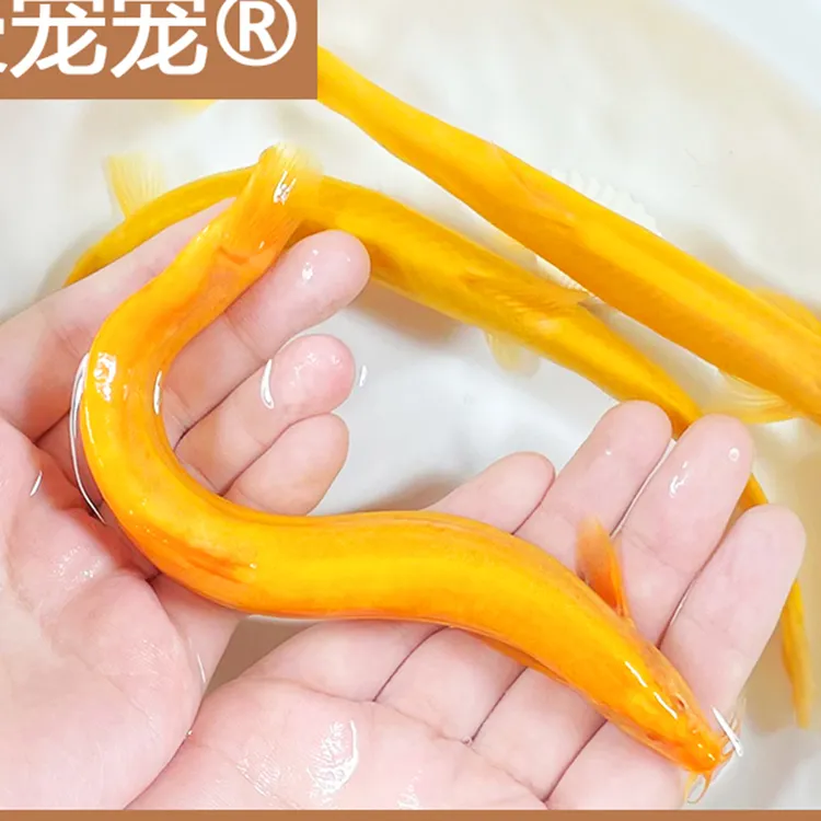 沐豪宠宠观赏冷水淡水造景可养黄金泥鳅清洁工具鱼粪藻类水族用品