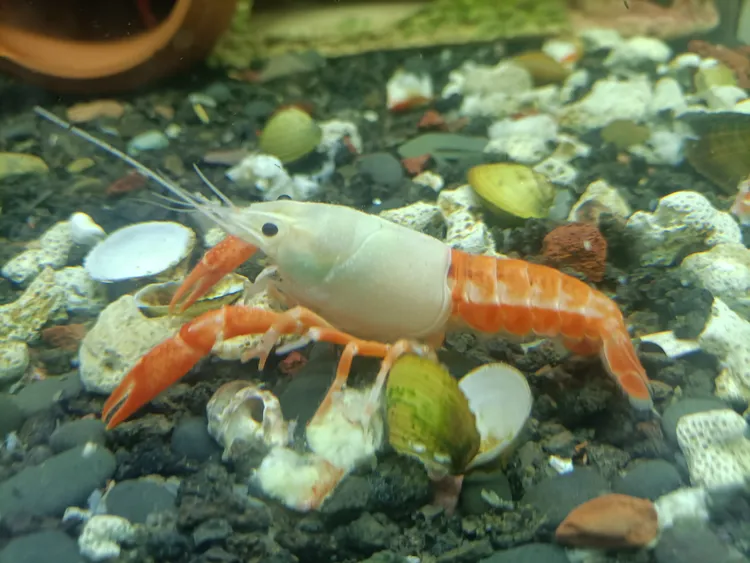 白头橘幽灵鳌虾观赏虾
