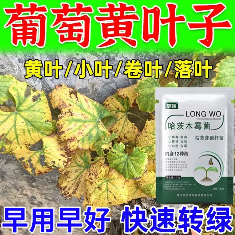 葡萄叶片干黄焦叶枯萎黑斑黄叶烂叶卷叶肥料专用水溶肥小叶烂叶病