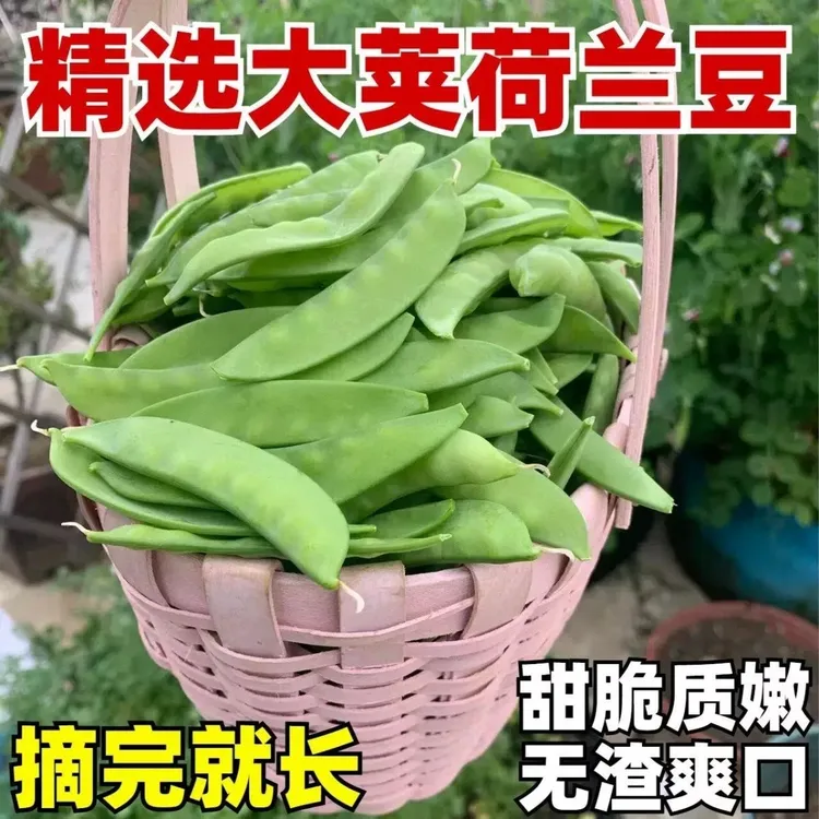 正宗双花双荚604甜脆荷兰豆种子软荚荷兰豆种耐寒耐热抗病四季种