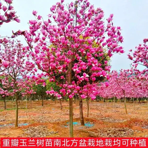 玉兰花树苗带花苞红白紫玉兰浓香型耐寒耐高温庭院阳台种植花卉