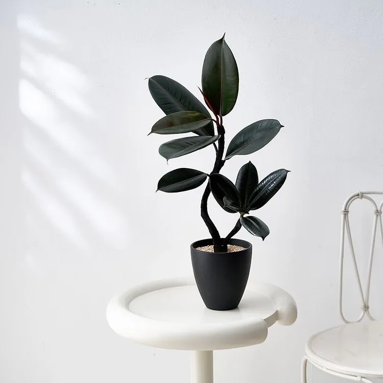 黑金刚橡皮树盆栽黑金刚植物室内养活四季大叶网红绿北欧ins