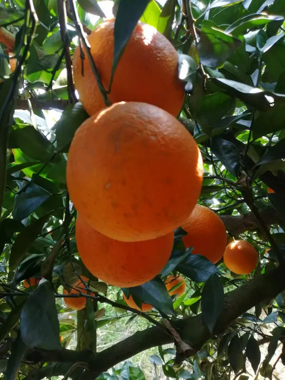 新鲜赣南脐橙香甜多汁表皮略带斑点新鲜现发