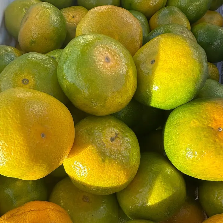 【顺丰包邮】湖南邵阳早熟柑子10斤装 20斤装含箱