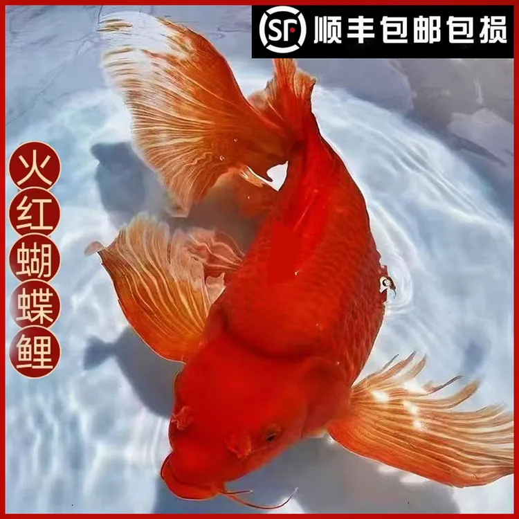 台湾黄金蝴蝶鲤观赏鱼招财风水龙凤锦鲤淡水鱼长尾大鳍鱼苗鱼活体