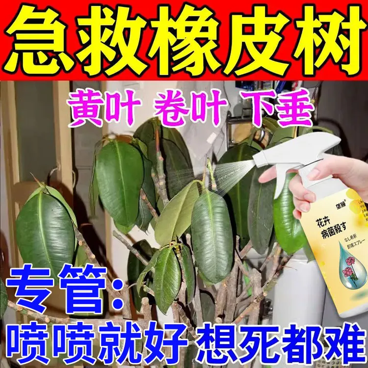 橡皮树营养液生根专用肥料黑金刚橡皮树叶子发黄垂叶黑斑专用肥料