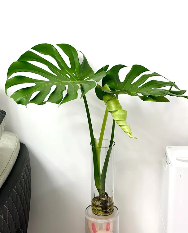 巨无霸海南龟背竹水培土培种植观叶水养龟背竹水培龟背竹好看大型