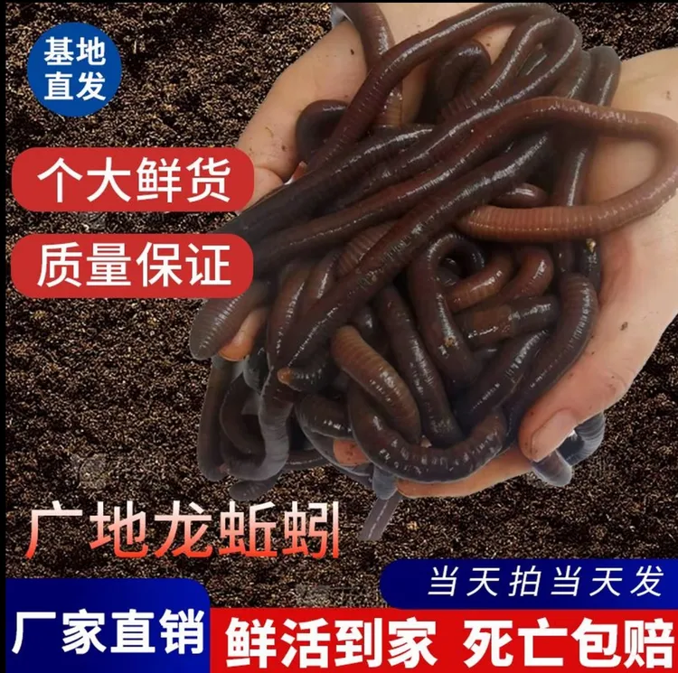 两广专拍 广地龙鲜活蚯蚓钓鱼钓罗飞鲶鱼逮黄鳝万能活饵耐撕咬