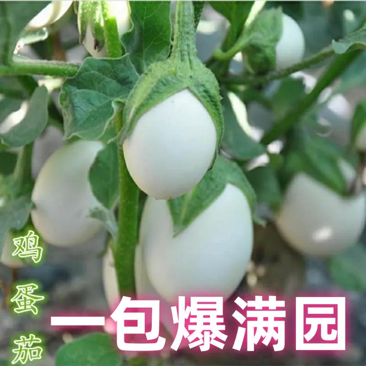 茄子种籽鸡蛋茄种子盆栽白蛋茄种子瓜果蔬菜金银茄白色圆茄子
