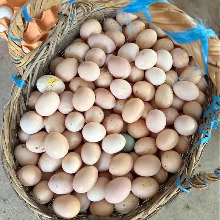 到手50枚 农家散养新鲜正宗土鸡蛋营养健康初生蛋
