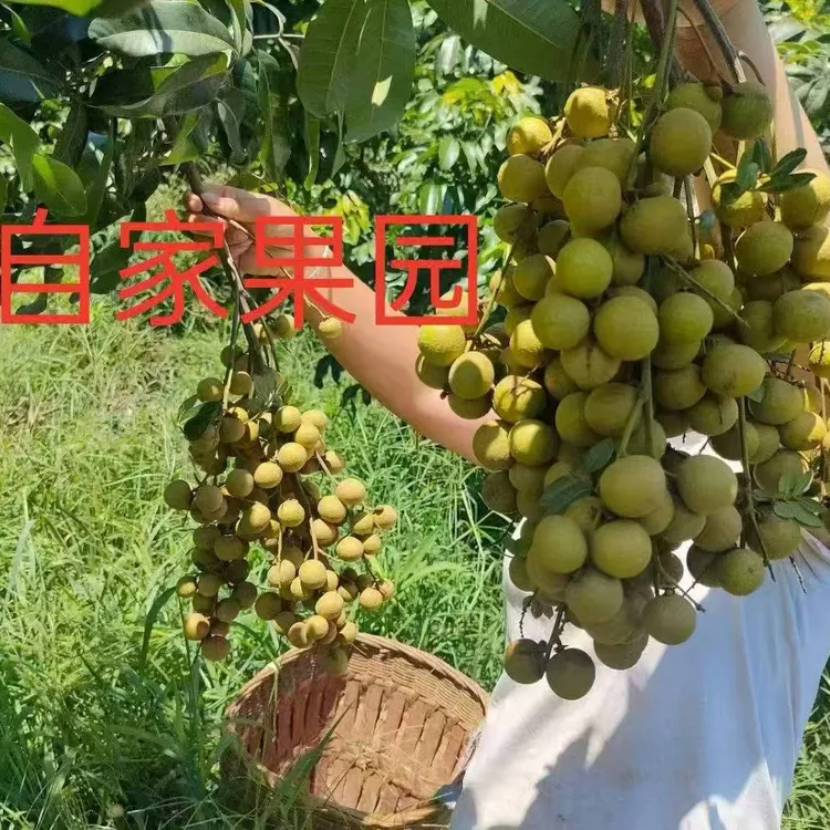 现摘当季新鲜龙眼果肉厚多汁清甜可口水果