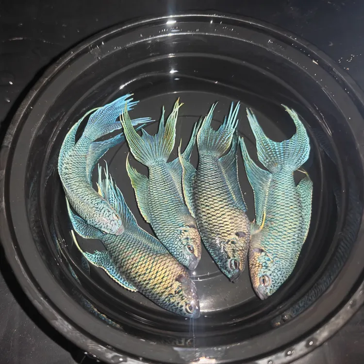 中国斗鱼活体小型观赏鱼冷水淡水耐活免打氧好养