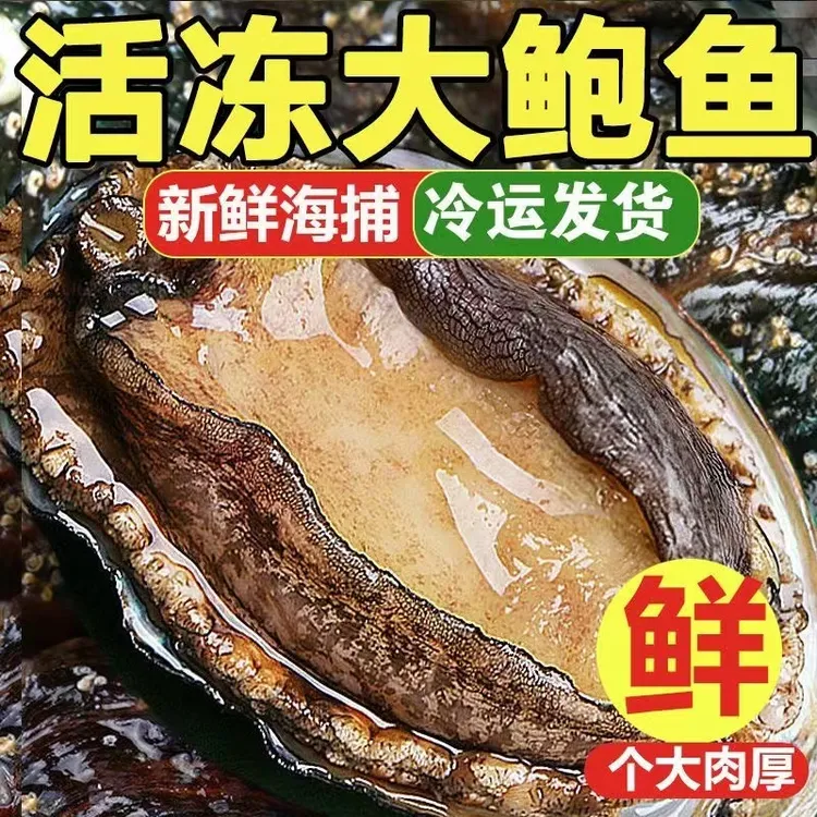 （鲜冻）大号5-6厘米长锁鲜速冻鲍鱼