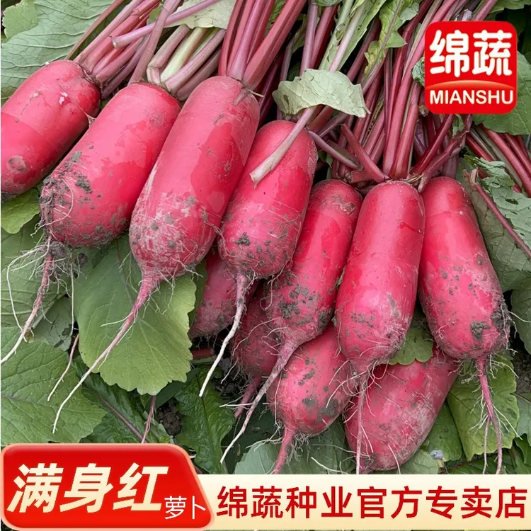 【绵阳红萝卜】新鲜四川泡菜萝卜红皮白心可口农家自种蔬菜