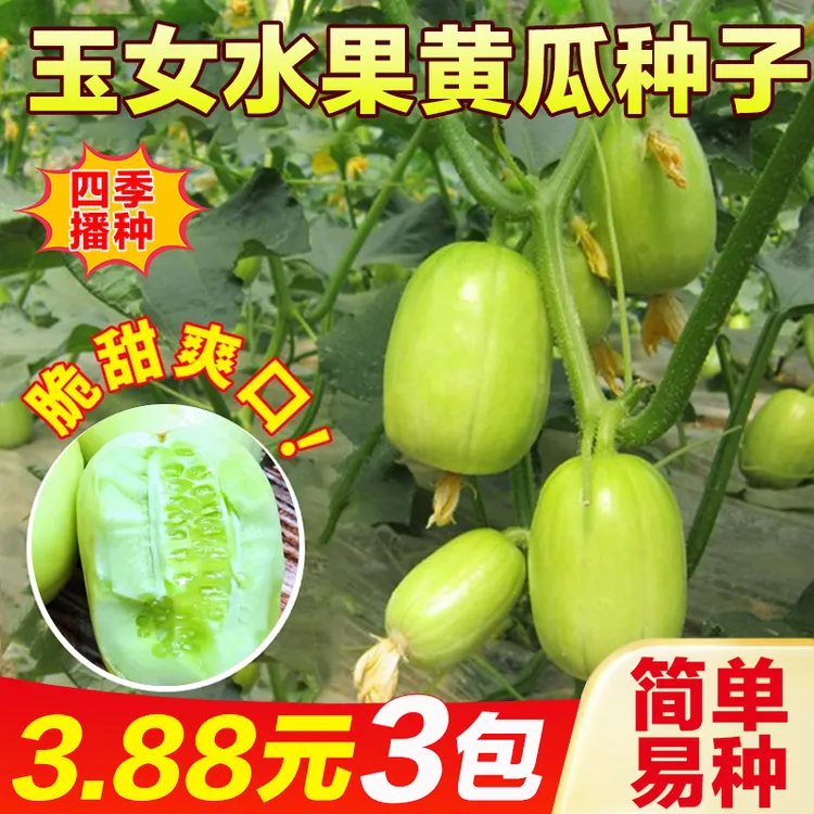【玉女黄瓜种子】家庭阳台小院盆栽地栽四季种植