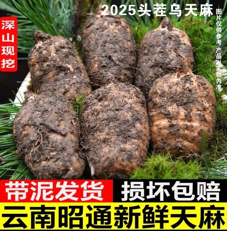 2025昭通小草坝鲜天麻深山林下仿野生种植自然生长1斤3斤4斤包邮