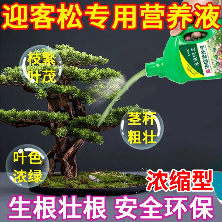 迎客松营养液改善叶子发黄干枯盆栽盆景浓缩营养液肥料抗病害肥料