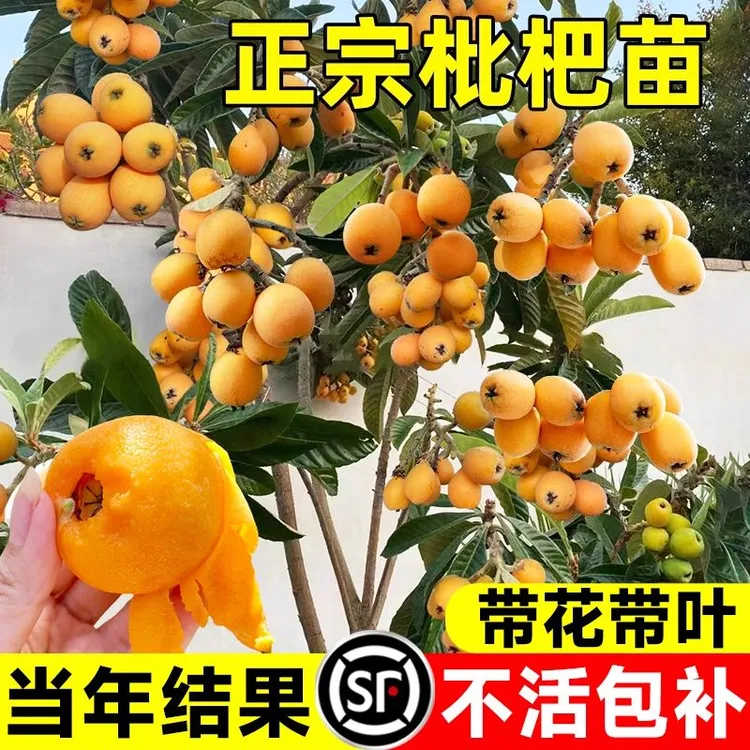 枇杷苗树果树苗盆栽水果嫁接批把树大果琵琶树当年结果南北方种植