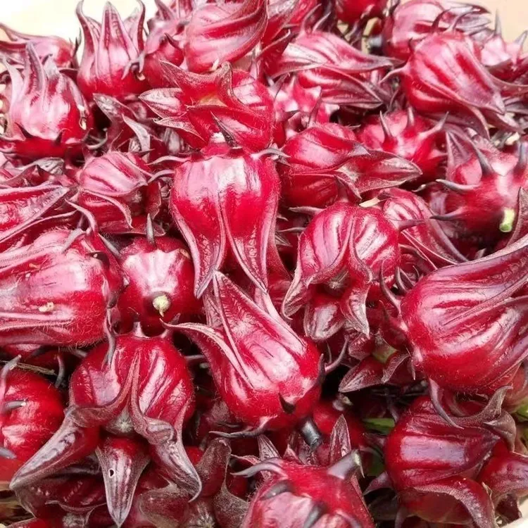新鲜现摘可用于泡酒酵素果酱花茶的洛神花红桃k原料