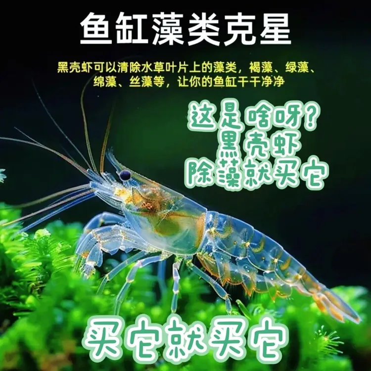 黑壳虾除藻虾观赏虾工具虾饲料虾花腰虾中华小长臂除丝藻刚毛藻