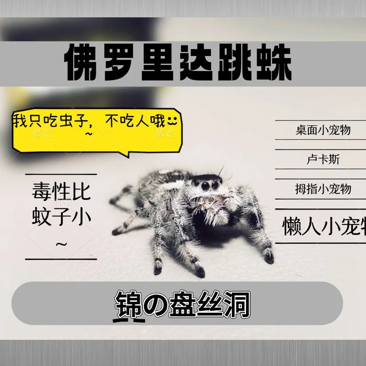 佛罗里达跳蛛 卢卡斯 可爱 桌面宠物 爬宠 异宠