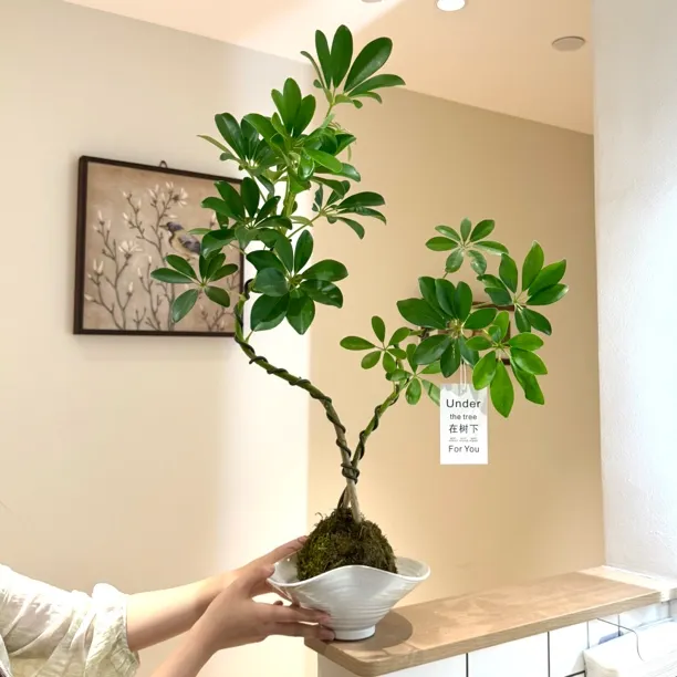 水培好事成双造型鸭脚木鸭掌木苔藓球盆栽室内客厅净化空气绿植