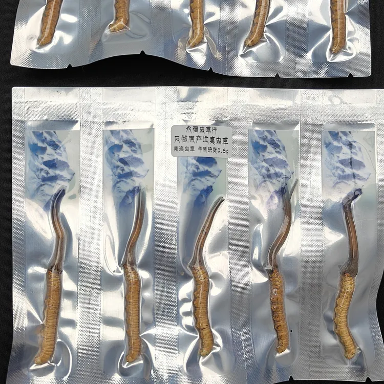 【永强鲜虫草】通货 青海果洛 高海拔 雪山 新鲜 冬虫夏草 10根