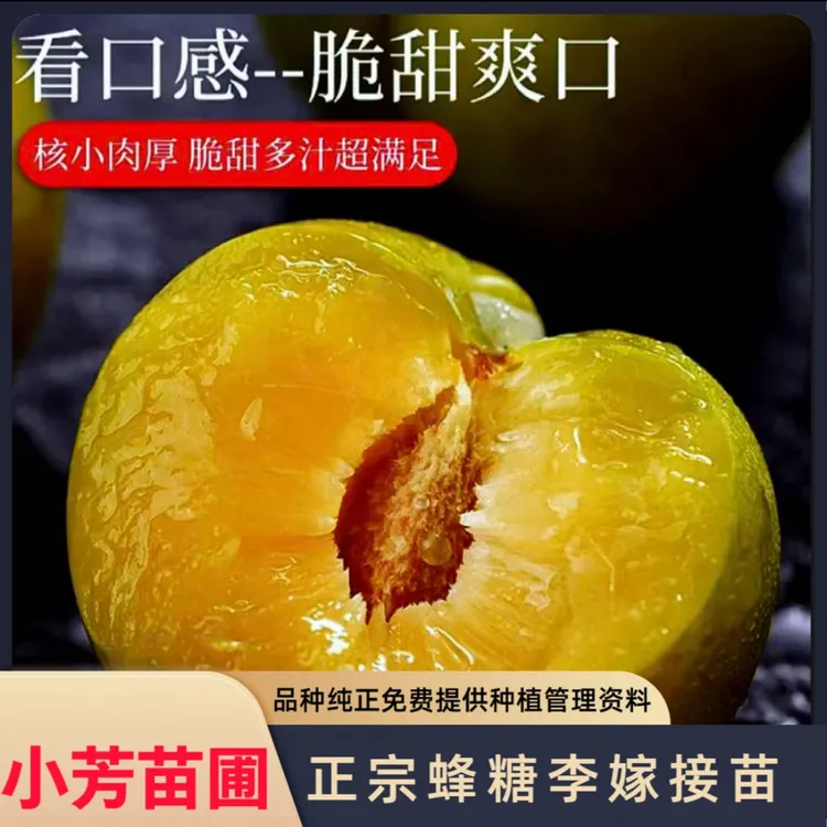 蜂糖李树苗，6-7月成熟正宗蜂糖李嫁接苗，基地直销 裸根苗
