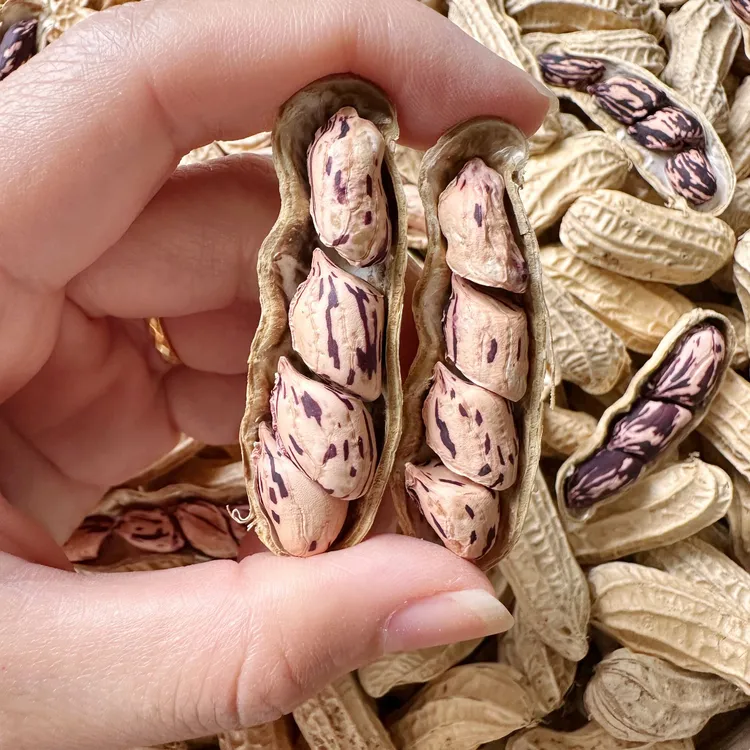 云南七彩花生 生花生 自然晒干 带壳  休闲坚果零食