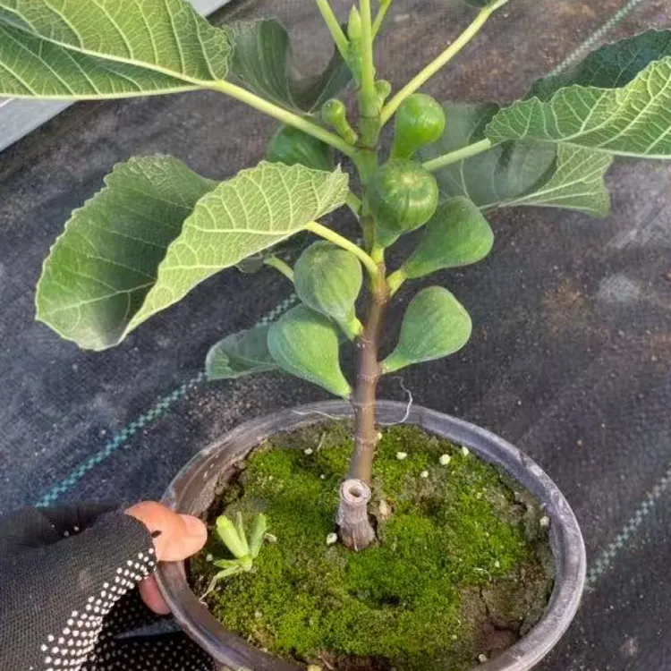 盆栽地栽威海大青皮无花果无花果树苗