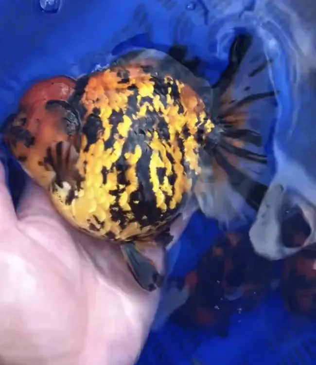 泰狮练手苗1cm左右宠物观赏鱼统捞发货，发货后退款承担20元运费