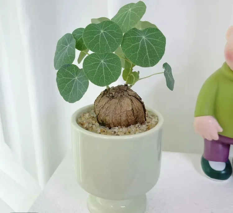 山乌龟金不换植物山乌龟盆栽室内圆叶绿植水培桌面盆景庭院爬藤