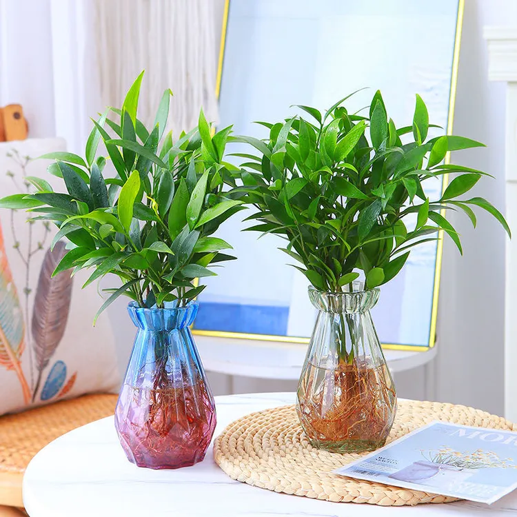 竹柏驱蚊竹水培植物室内客厅水养绿植花卉盆栽水培驱蚊竹四季好养商品图