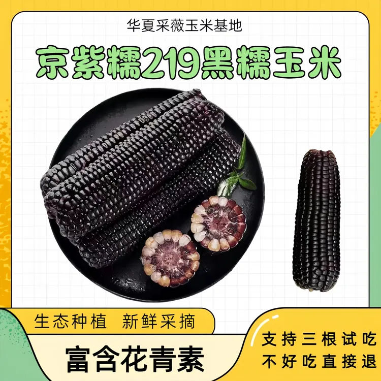 【免费试吃三根】京紫糯219黑玉米粘糯清香新鲜头茬玉米棒可作早餐