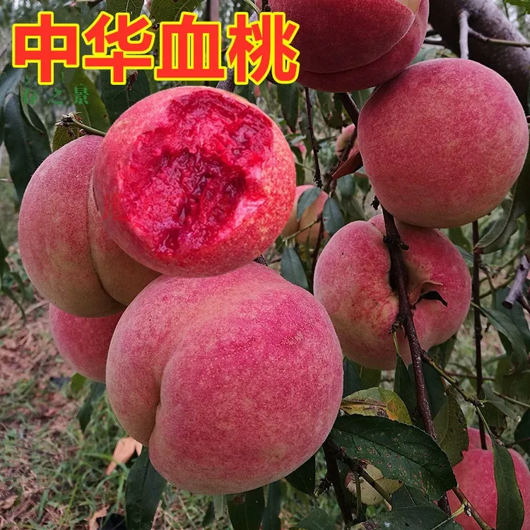 中华血桃树苗南方北方种植嫁接特大桃树苗盆栽地栽 紫肉血桃苗
