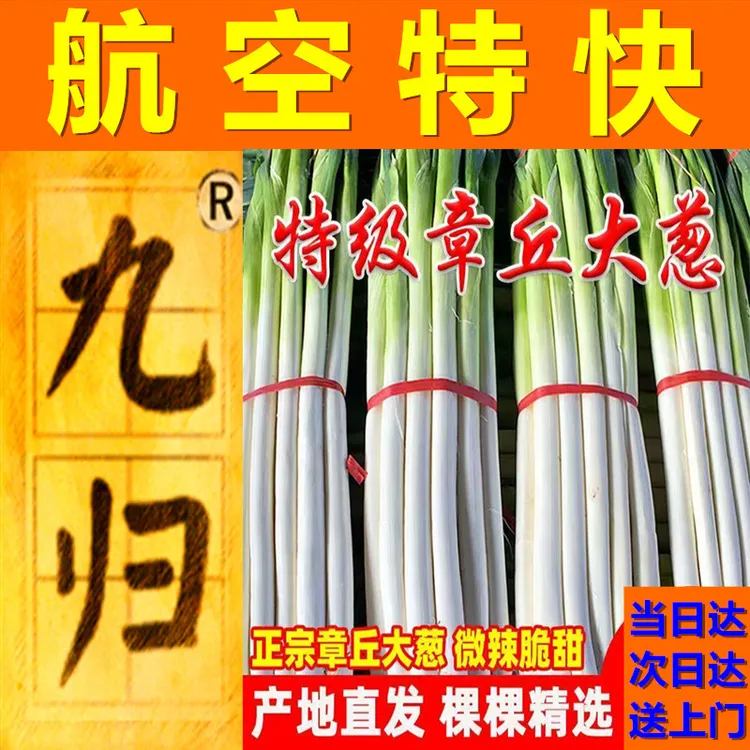 九归-航空特快当/次日达【5斤礼盒正宗章丘大葱】清甜脆嫩-送货上门