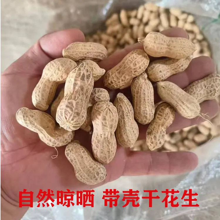 自然晒干新鲜带壳花生 新货花生米5斤山东农家自种可做种子高产
