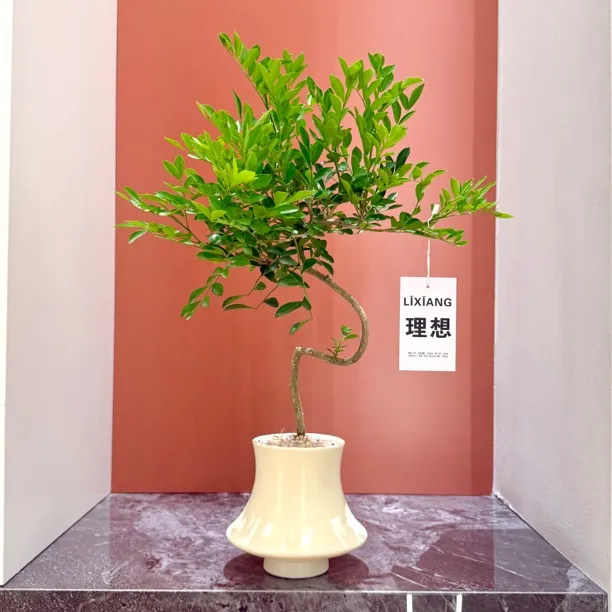意境S老桩造型九里香七里香盆栽盆景室内客厅办公室桌面花卉绿植