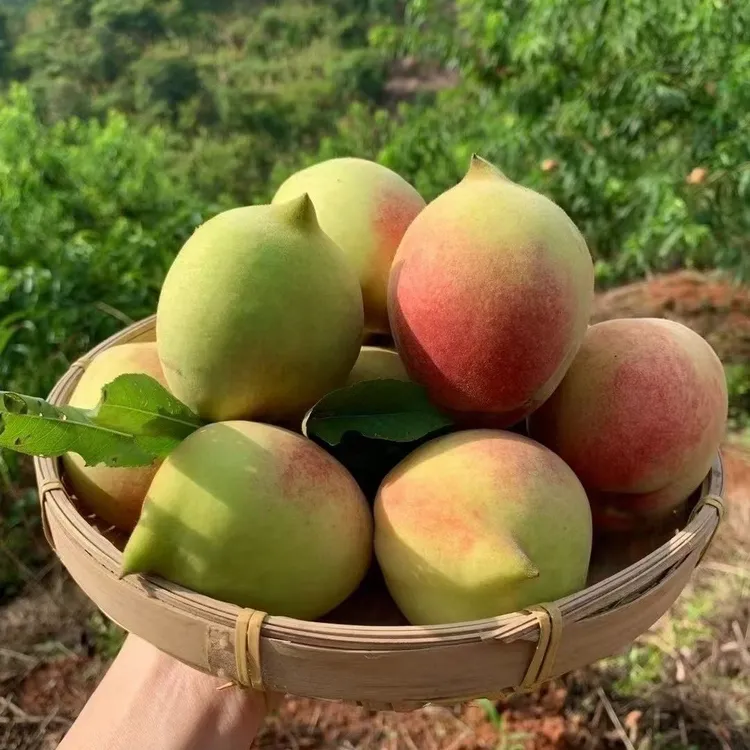 江西鹰嘴桃当季新鲜脆甜水蜜桃整箱水果包邮10斤