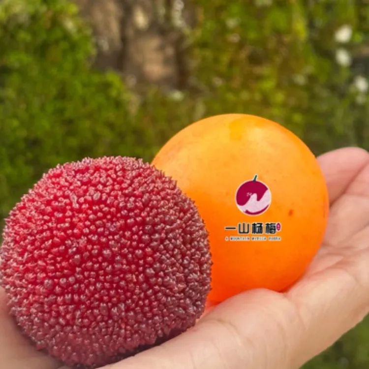 仙居一山杨梅产地直发顺丰包邮乒乓球气调包装正宗仙居东魁杨梅