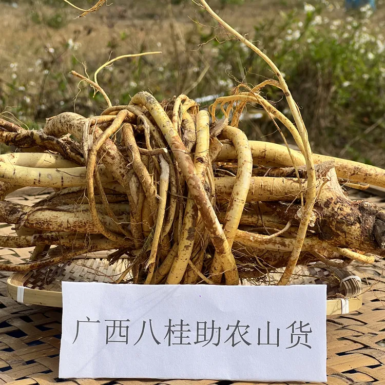 【五指毛桃】 买一斤送一斤  新鲜采挖  