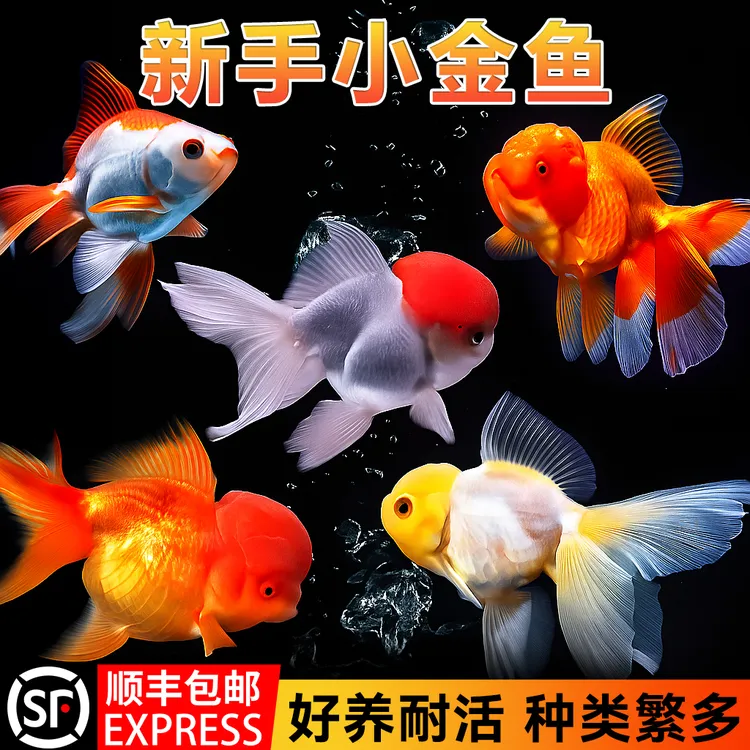 蝶尾金鱼活鱼观赏鱼小型淡水冷水鱼鸿运当头金鱼兰寿锦鲤观赏鱼